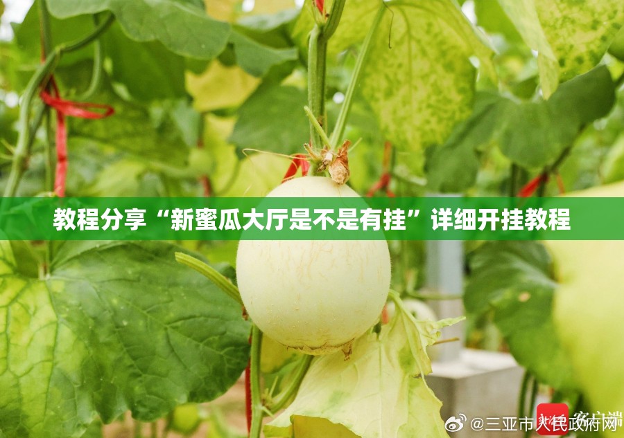 教程分享“新蜜瓜大厅是不是有挂”详细开挂教程