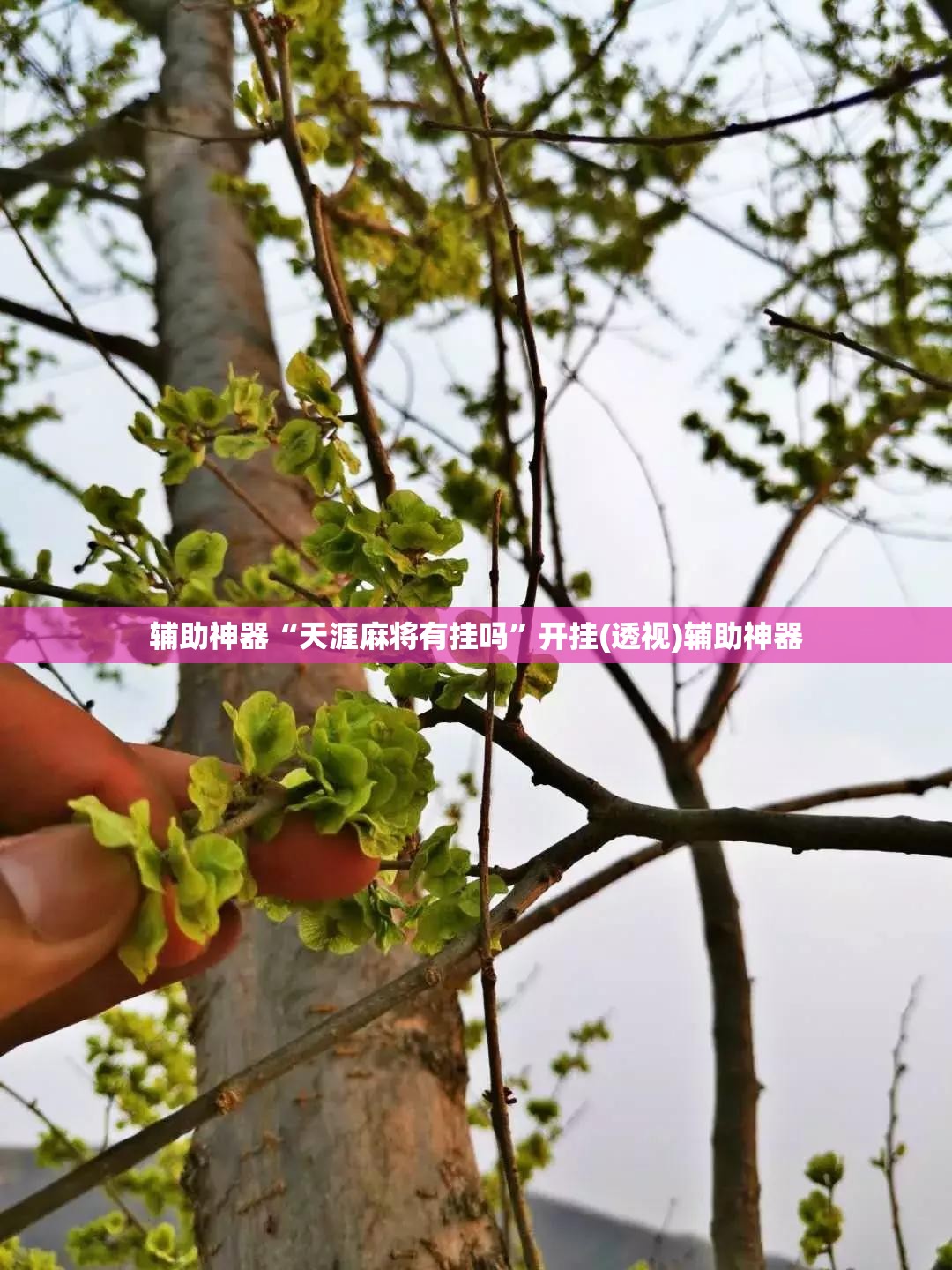 辅助神器“天涯麻将有挂吗”开挂(透视)辅助神器